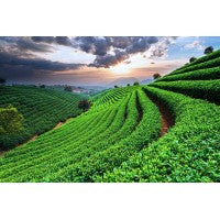 Japanese Green Tea Production
