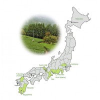 Japanese Matcha Growing Region