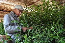 Load image into Gallery viewer, Okabe Gyokuro